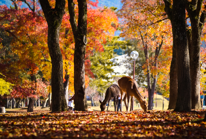 奈良公園