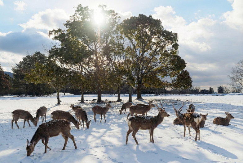 奈良公園