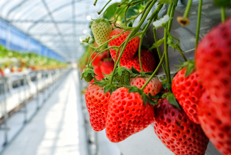 Enjoying all-you-can-eat strawberry picking on a day tour.