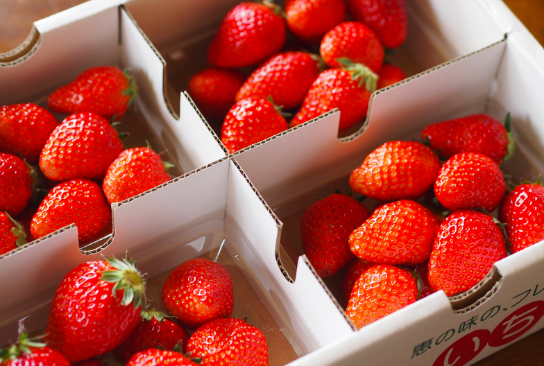 Close-up of fresh, ripe strawberries ready to be picked.