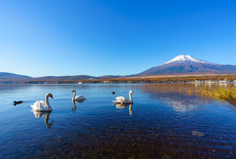 A panoramic view of Mt. Fuji from the shores of Lake Yamanakako.